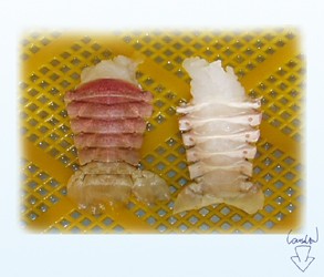 Slipper Lobster Tail-Pink Shell
